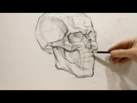 Видео: Построение черепа. Завершение