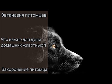Видео: Усыпление питомца да/нет ?! Что важно душе животного?! Захоронение тела домашнего питомца.