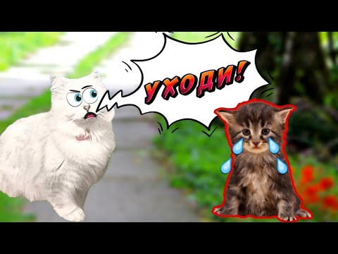 Видео: Кошечка Василиса ВЫГНАЛА бездомного КОТЁНКА??!