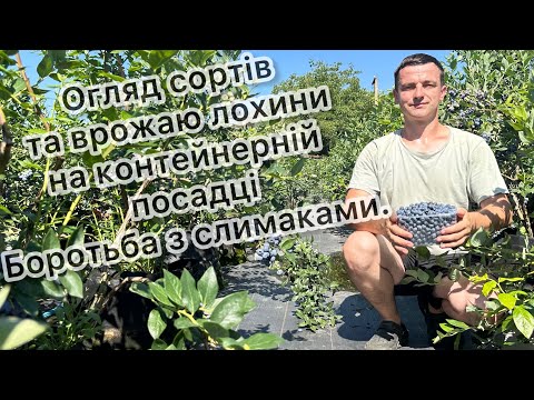 Видео: Огляд сортів та врожаю лохини, боротьба з слимаками 30.06.24