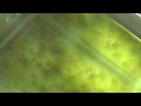 Видео: Дафния из сухой или заморозки. Реально или нет? часть 3.