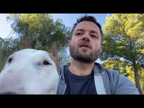 Видео: Прогулка с Бультерьером Лулой