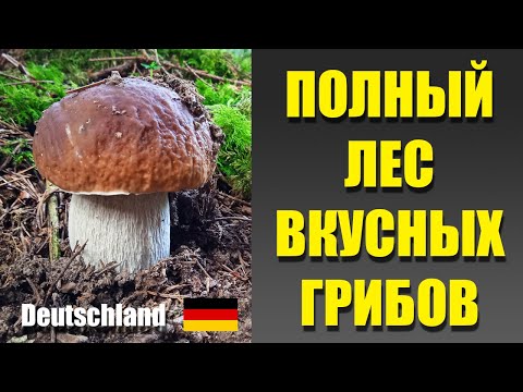 Видео: СТОЛЬКО ВКУСНЫХ ГРИБОВ ДАВНО НЕ БЫЛО! Отличная тихая охота с сыном в лесу Германии.