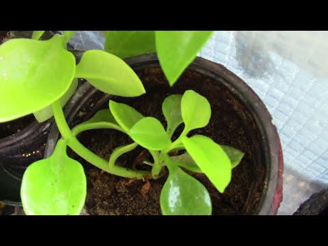 Видео: АПТЕНИЯ.  КАК УКОРЕНИТЬ ЧЕРЕНОК?