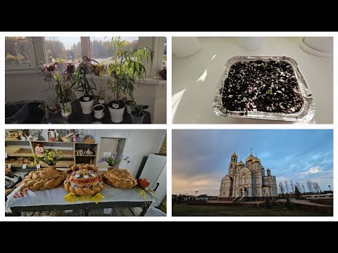 Видео: VLOG 27.10.2024 г Пересадка и черенкование комнатных растений/ Вечерняя прогулка в Вятском Посаде