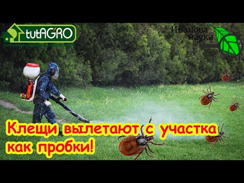Видео: ЭТО САМОЕ сильное СРЕДСТВО ОТ ВСЕХ КЛЕЩЕЙ без химии! ЛУЧШАЯ надёжная защита от энцефалитных клещей!
