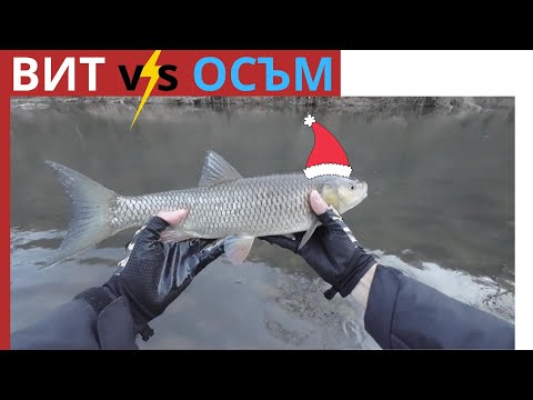 Видео: ВИТ VS ОСЪМ УНИКАЛЕН КЕФАЛСКИ РИБОЛОВ