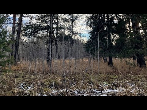 Видео: ВЫЛАЗКА В ЛЕС В ПРЕДДВЕРИИ ЗИМЫ.