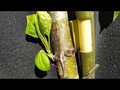 Видео: budding grafting pear / pear bud graft / прививка груши