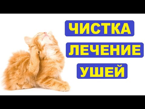 Видео: Как почистить уши кошке. Ушные клещи лечение, препараты и их эффективность