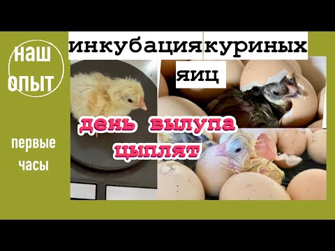 Видео: Цыплята вылупились/Первые часы жизни/Что и как/