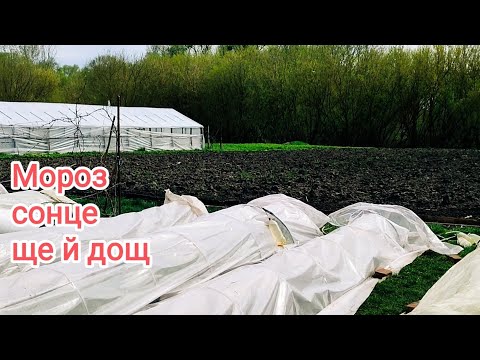 Видео: Один день з вирощування розсади.