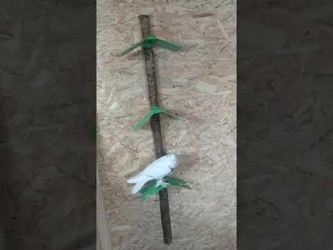 Видео: Голубятня - начало 24 февраля 2020 г.