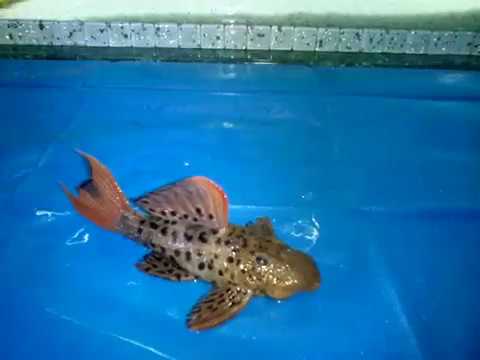 Видео: L СОМЫ РАЗМЕРЫ L СОМОВ ДВА ГОДА СПУСТЯ. 2015 - 2017.