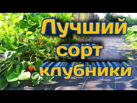 Видео: Лучший сорт клубники 🍓!!! Какой самый лучший сорт клубники? Как выбрать? Belklubnika.by