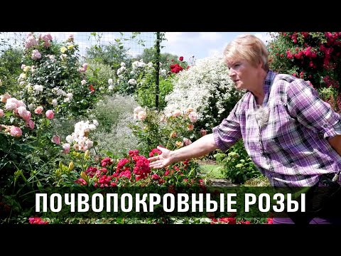 Видео: Почвопокровные розы. Сорта и особенности почвопокровных роз.