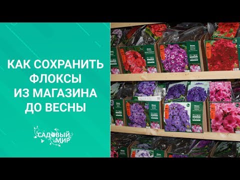 Видео: Как сохранить флоксы из магазина до весны