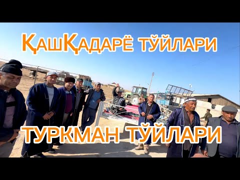 Видео: ҚАШҚАДАРЁ ТУРКМАНЛАРИ ҚАНДАЙ ТЎЙ ҚИЛАДИ?