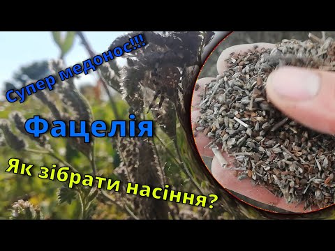 Видео: Супер медонос! Фацелія. Збір насіння)