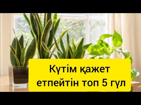 Видео: Күтім қажет етпейтін топ 5 гүлді көрсетемін