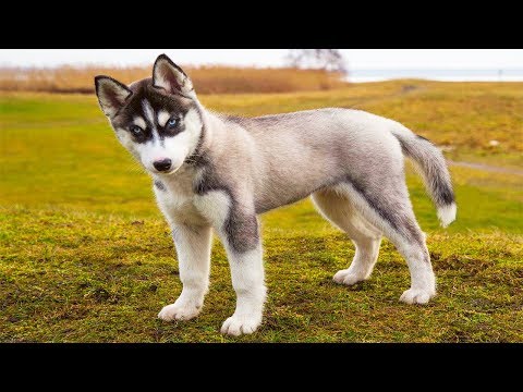 Видео: Самые Умные И Добрые Собаки