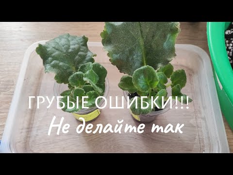 Видео: Эпизод 7. Грубые ошибки/ Как нельзя садить листики/ Разбираем ошибки. Часть1-я