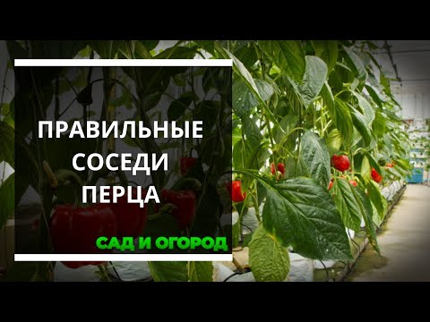 Видео: Что можно сажать рядом с перцем