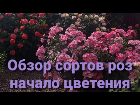 Видео: Начало цветения роз.