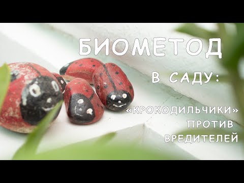 Видео: Биометод в саду. Энтомофаги против вредителей