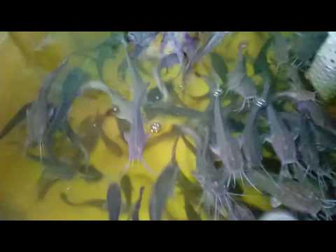 Видео: 20.03.2017 Клариевый сом в мини УЗВ