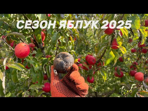 Видео: Яблуневий БІЗНЕС 2025: Прибуток чи збитки? Мій досвід сезону