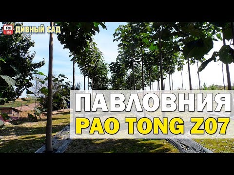 Видео: Павловния Pao Tong Z07 (SuperHybrid)