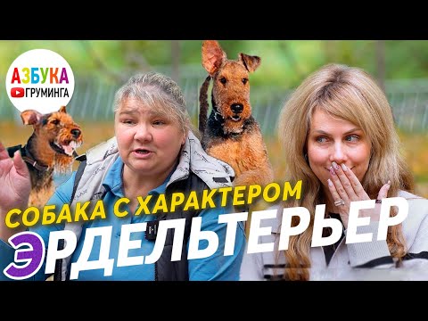 Видео: Эрдельтерьер - особенности породы. Груминг и содержание эрдельтерьера. Собака электроника