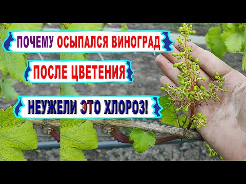Видео: 🍇 Почему ОСЫПАЛИСЬ ГРОЗДИ ВИНОГРАДА? Вот в чем ПРИЧИНА ПЛОХОГО ОПЫЛЕНИЯ. Как ХЛОРОЗ ОБНУЛИЛ УРОЖАЙ.