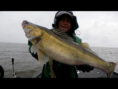 Видео: Будни Гида . Рыбинское водохранилище . Бешеный клёв .