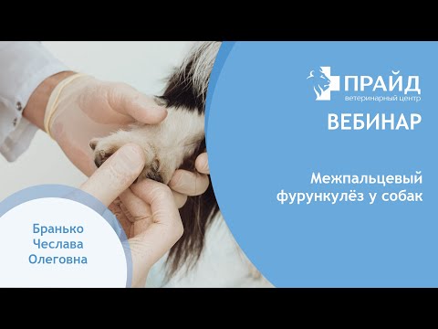 Видео: Межпальцевый фурункулёз собак