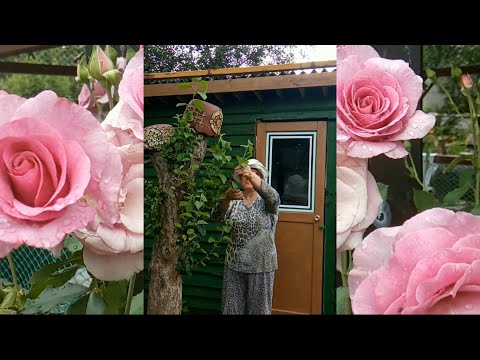 Видео: Пролежал Два Года а Теперь Висит на Дереве