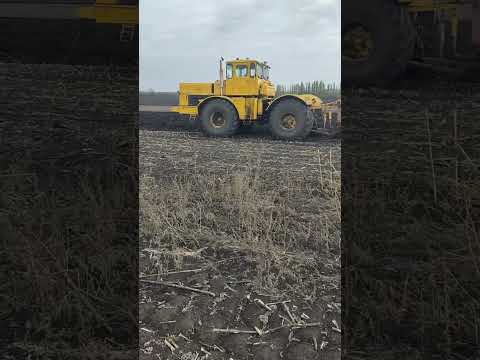 Видео: Оранка, сезон 2025р. К-700 з двигуном Даф 430 євро2. 