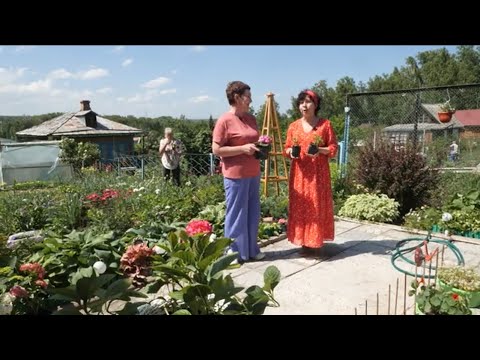 Видео: Эта красавица любит, когда секут корни, и кислую почву: гортензии в Сибири // «Все в сад!» 11.07.22