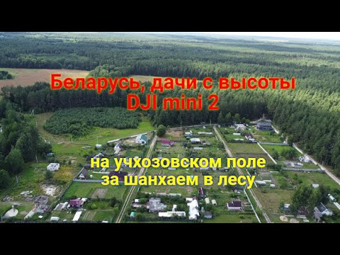 Видео: Беларусь , дачи на учхозовском  поле, за "шанхаем" в лесу, с высоты DJI mini 2!