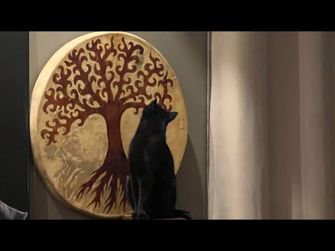 Видео: Дима Билан и кот Шахтёр - ночной КОТтент 22.01.2024