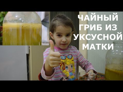 Видео: Чайный гриб из уксусной матки