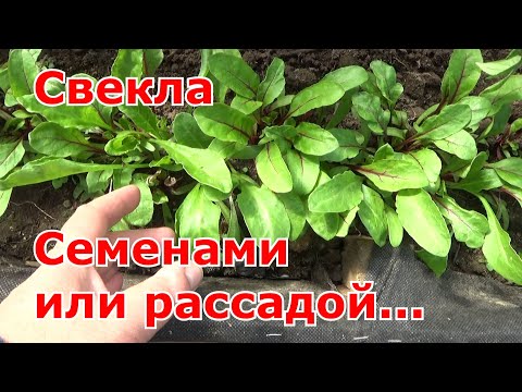 Видео: Свекла для раннего урожая в теплице. Свекла семенами или рассадой? Сравниваю два способа посева.