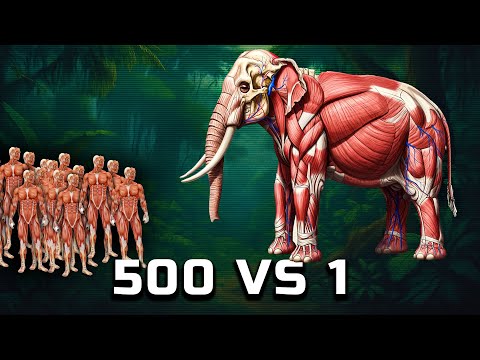 Видео: 500 ЧЕЛОВЕК ПРОТИВ СЛОНА💥 Кто победит в этой БИТВЕ?!