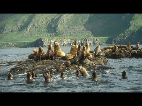 Видео: Unimak - Унимак