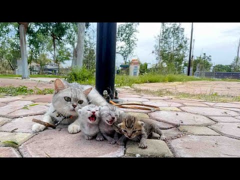Видео: Драматическое спасение: чудо произошло с отчаявшейся кошкой-матерью и ее голодающими котятами.