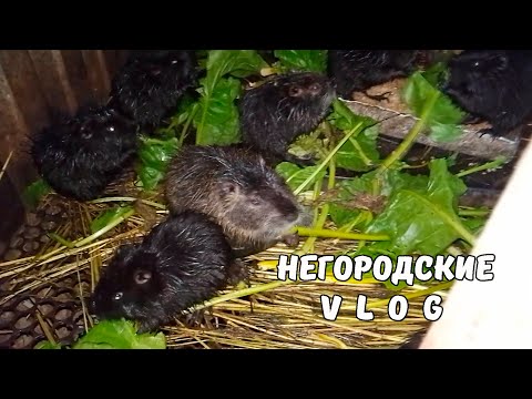 Видео: НУТРИЯМ - клубни свёклы, НУТРЯТАМ - только листья. 22.10.25