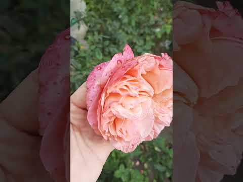 Видео: 28 октября 2025 г.