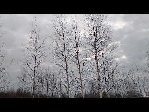 Видео: Козни лешего