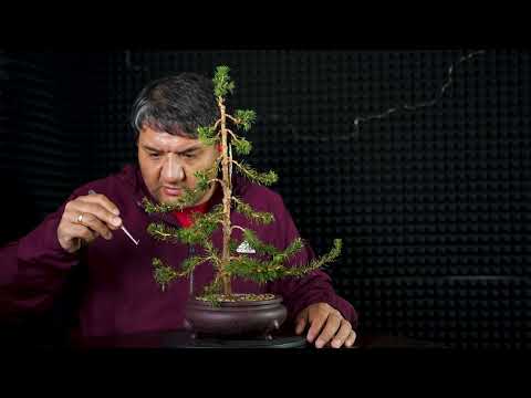 Видео: Удаляю засохшие хвоинки с ели. Мой первый бонсай.